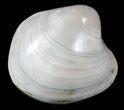 1 1/4 to 1 1/2" Polished, Cretaceous Fossil Clams - Photo 4